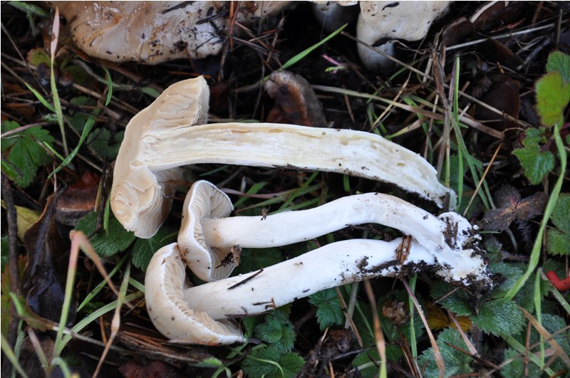 Cortinarius bianco.